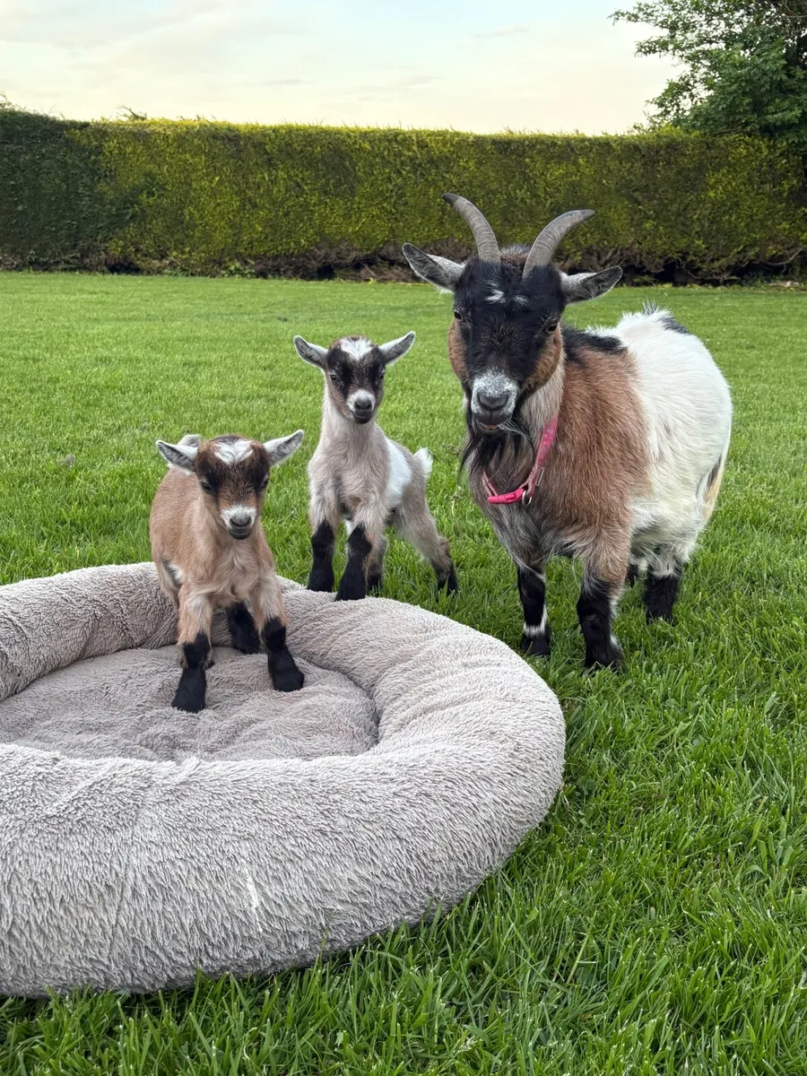 Pygmy goat - Image 2