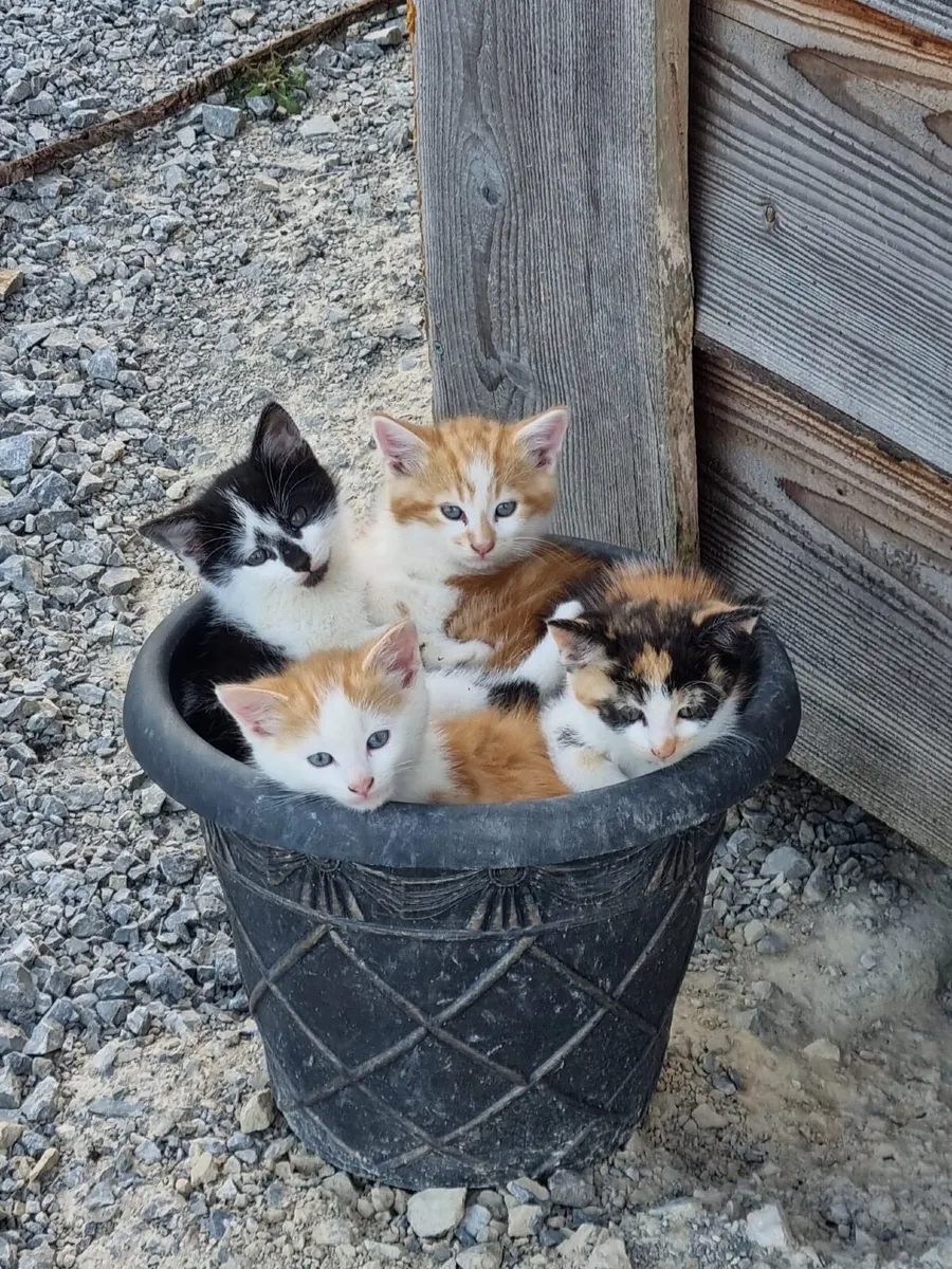 Adorable Rare-Coloured Kittens - Image 4