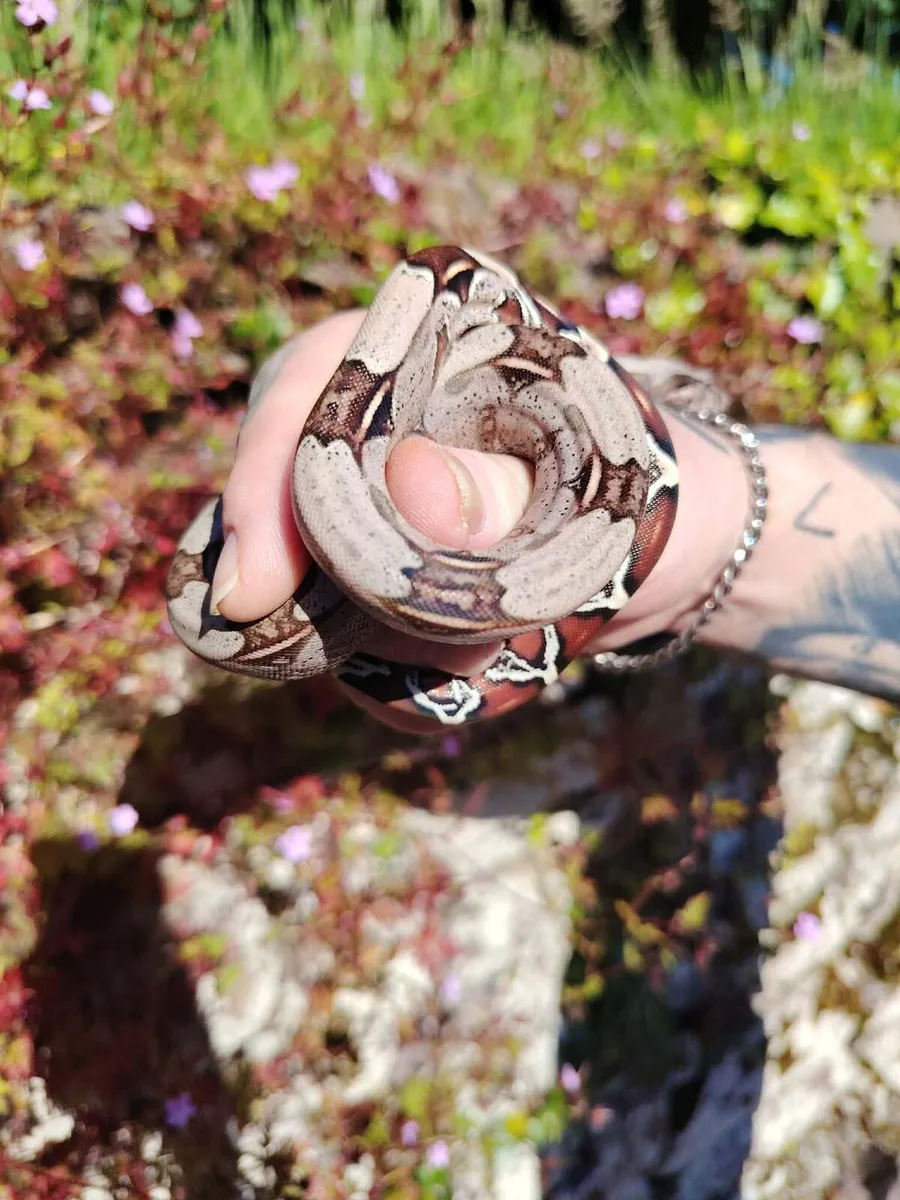 Suriname Red Tail Boa
constrictor - Image 1
