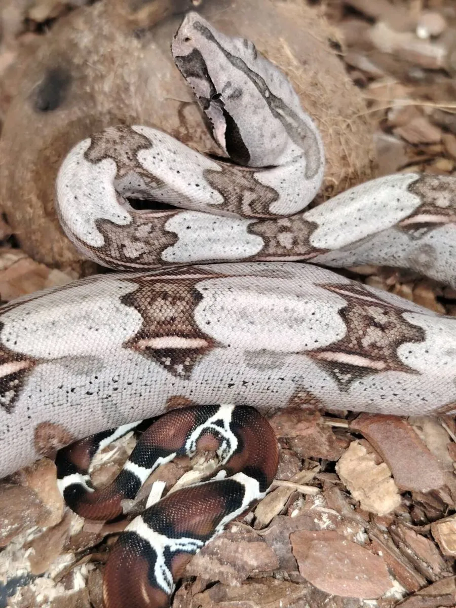 Suriname Red Tail Boa
constrictor - Image 3