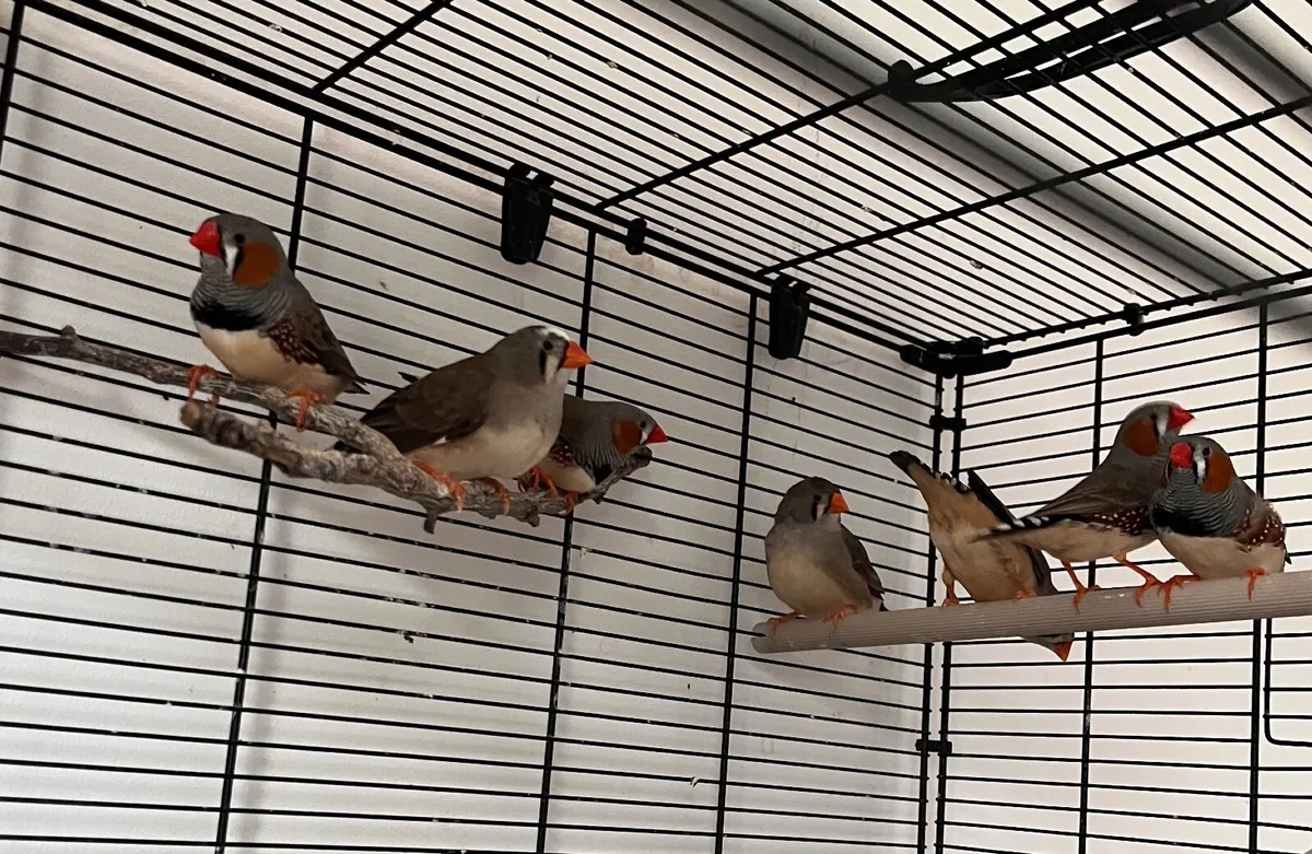 Zebra Finches - Image 1