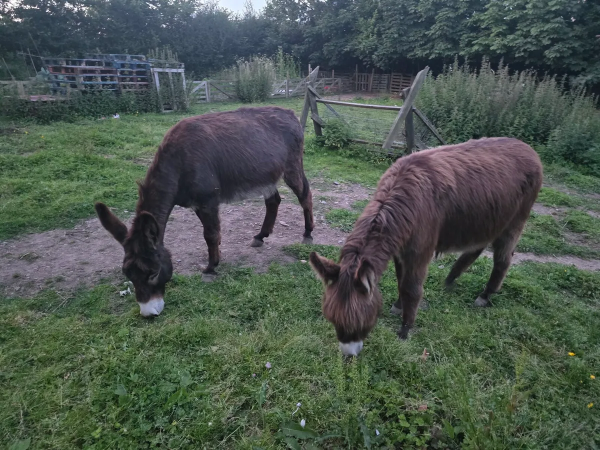 Donkey Mare