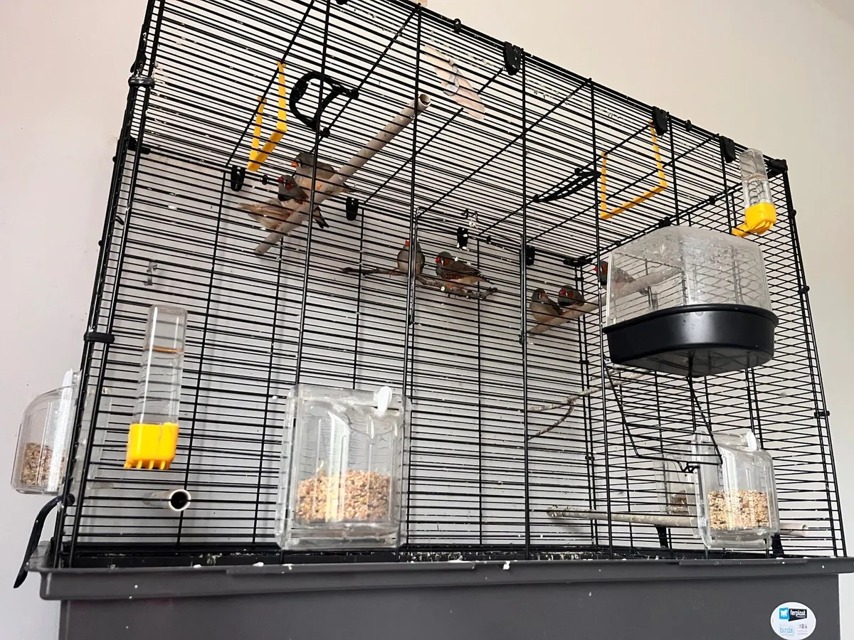 Zebra Finches - Image 2
