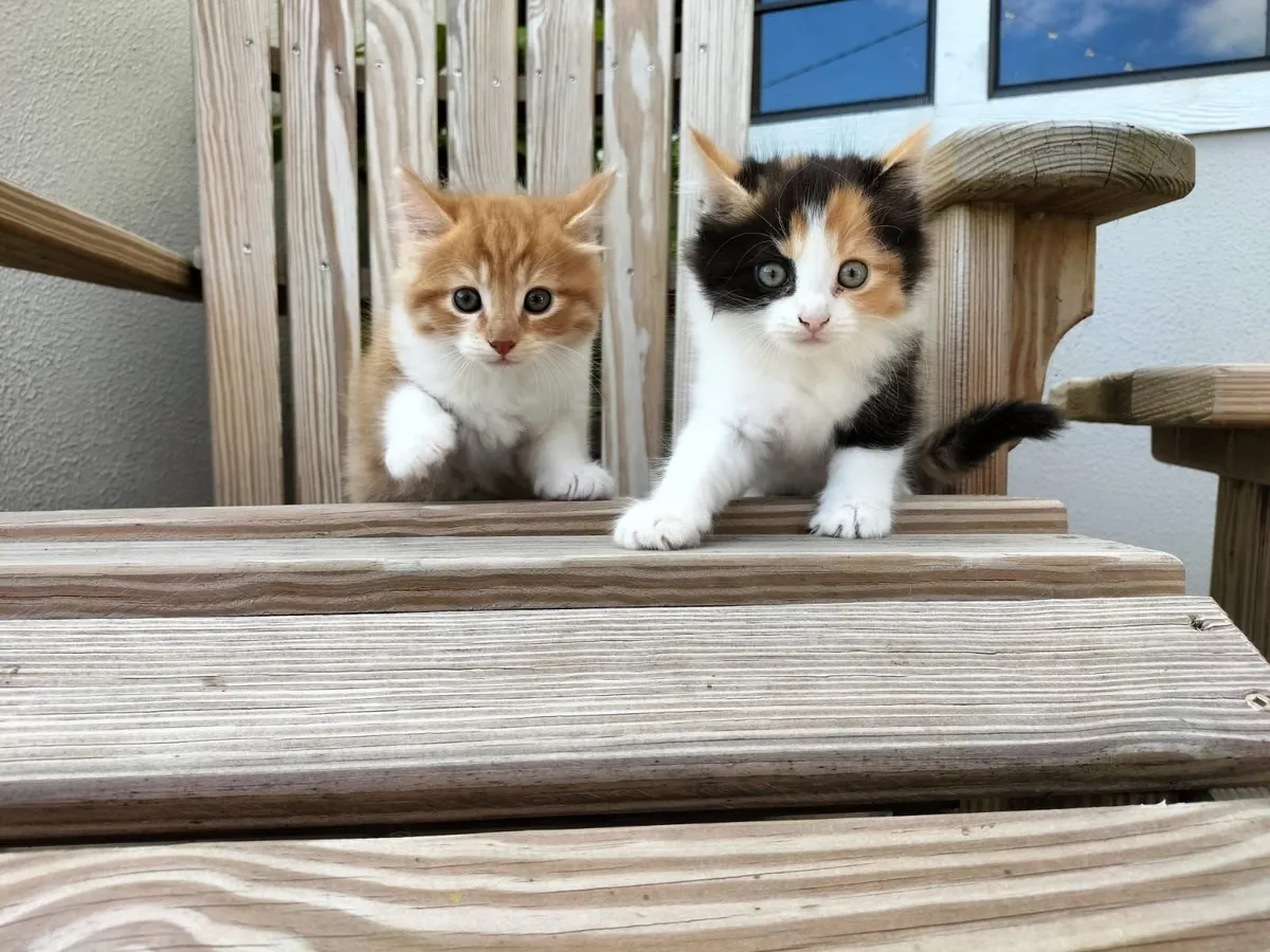 Kittens - Image 1