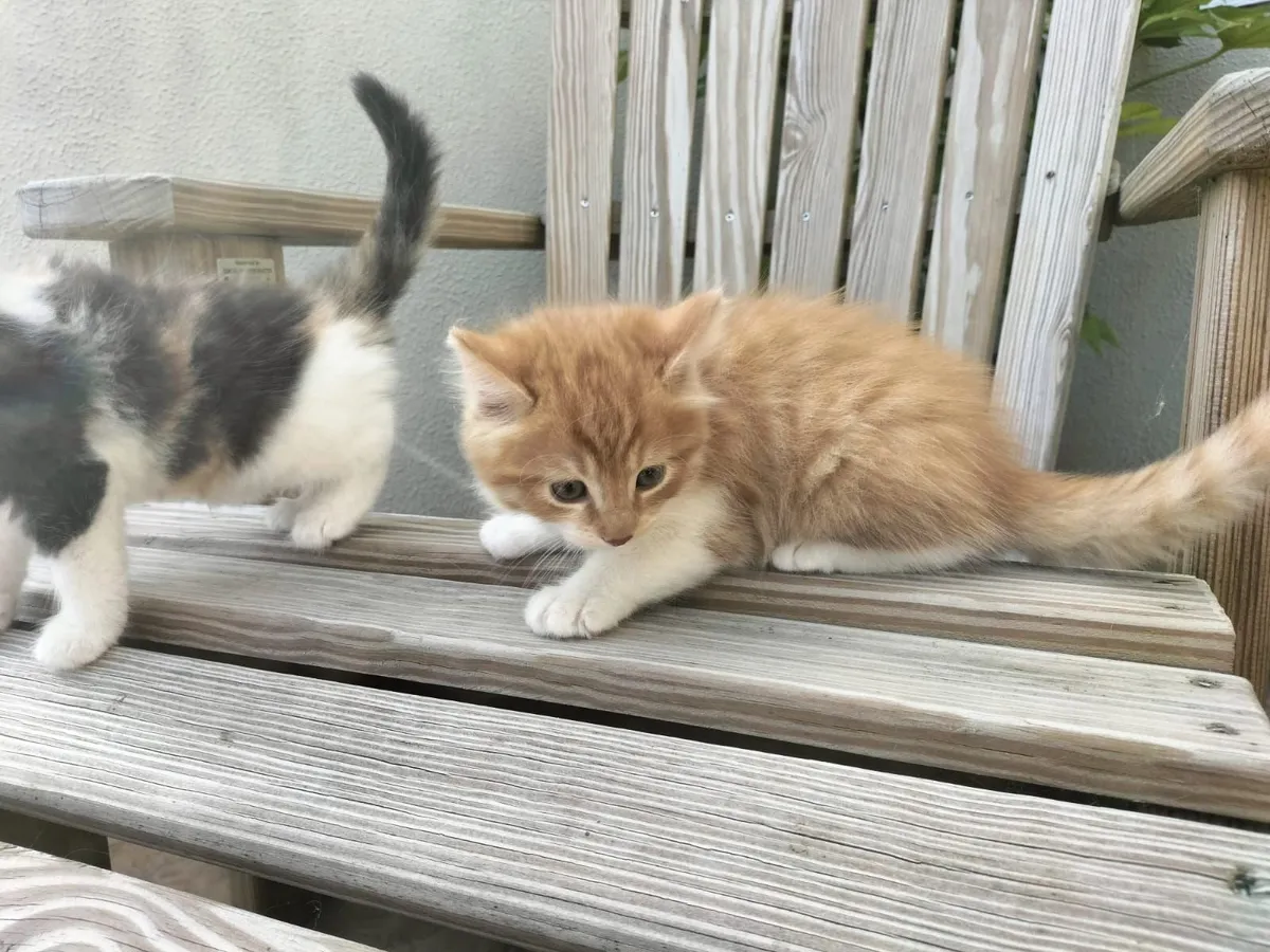 Kittens - Image 2