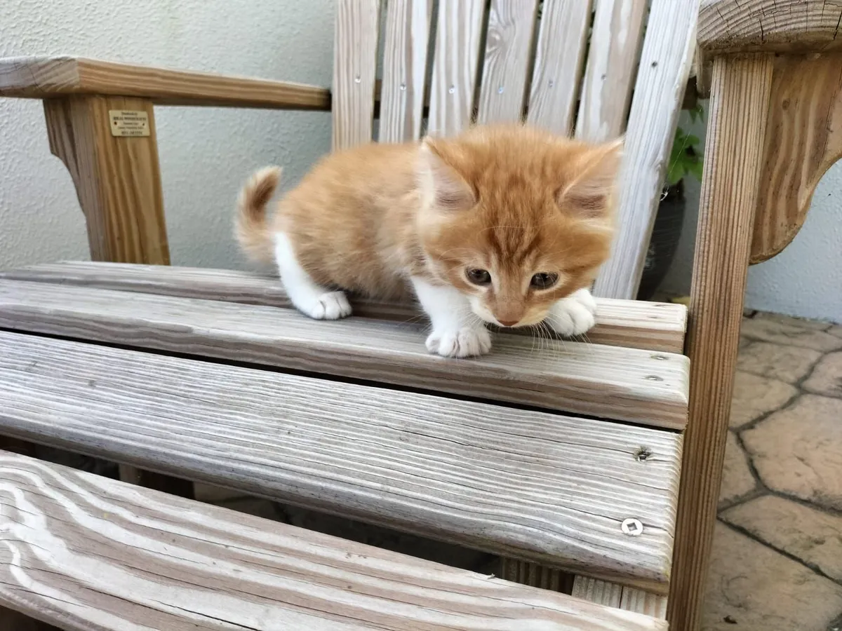 Kittens - Image 3