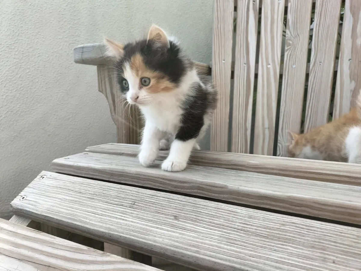 Kittens - Image 4