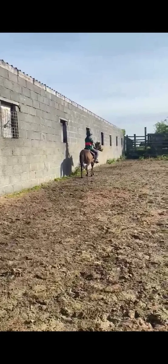 Kids Pony - Image 4