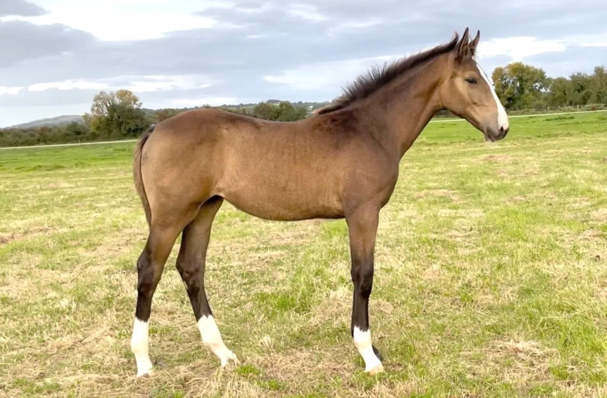 Dun filly - Image 4