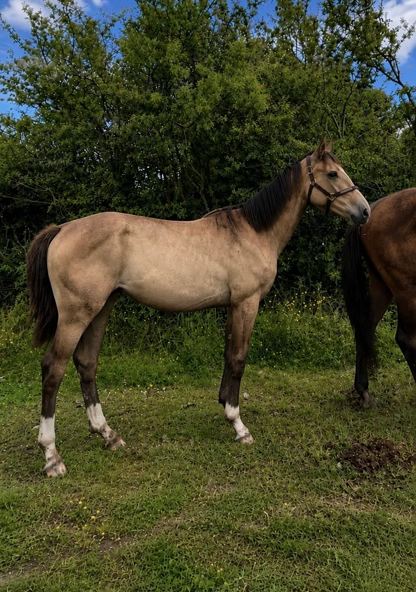 Dun filly - Image 2