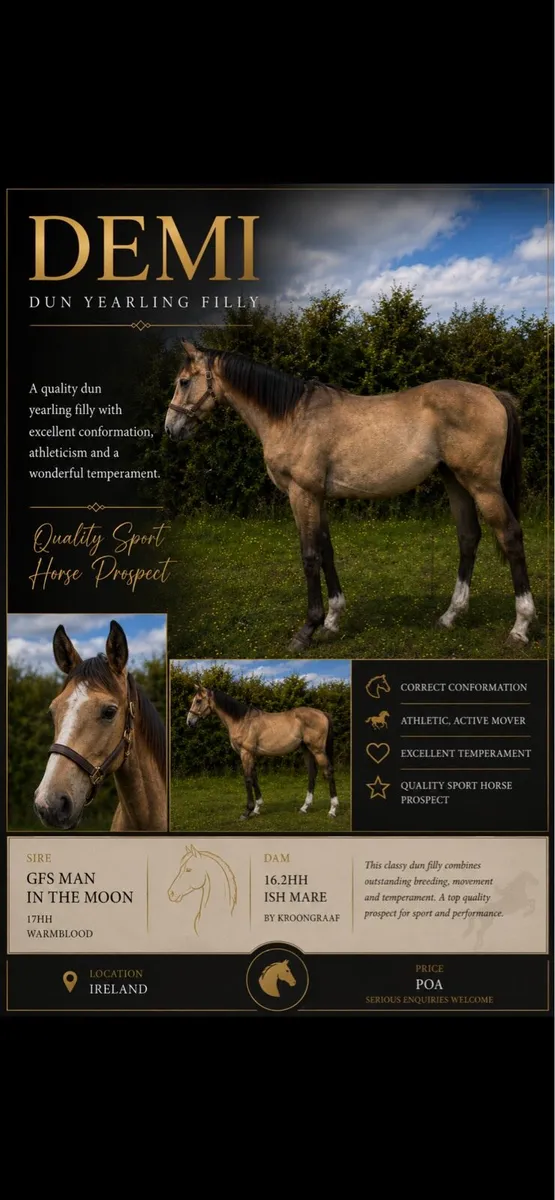 Dun filly - Image 3