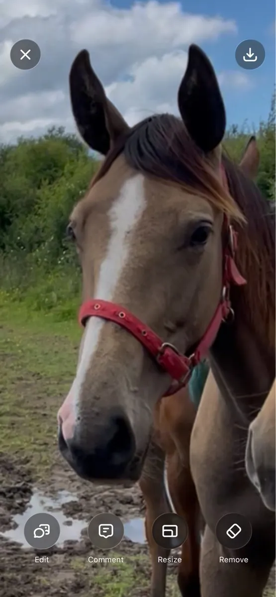 Dun filly - Image 4