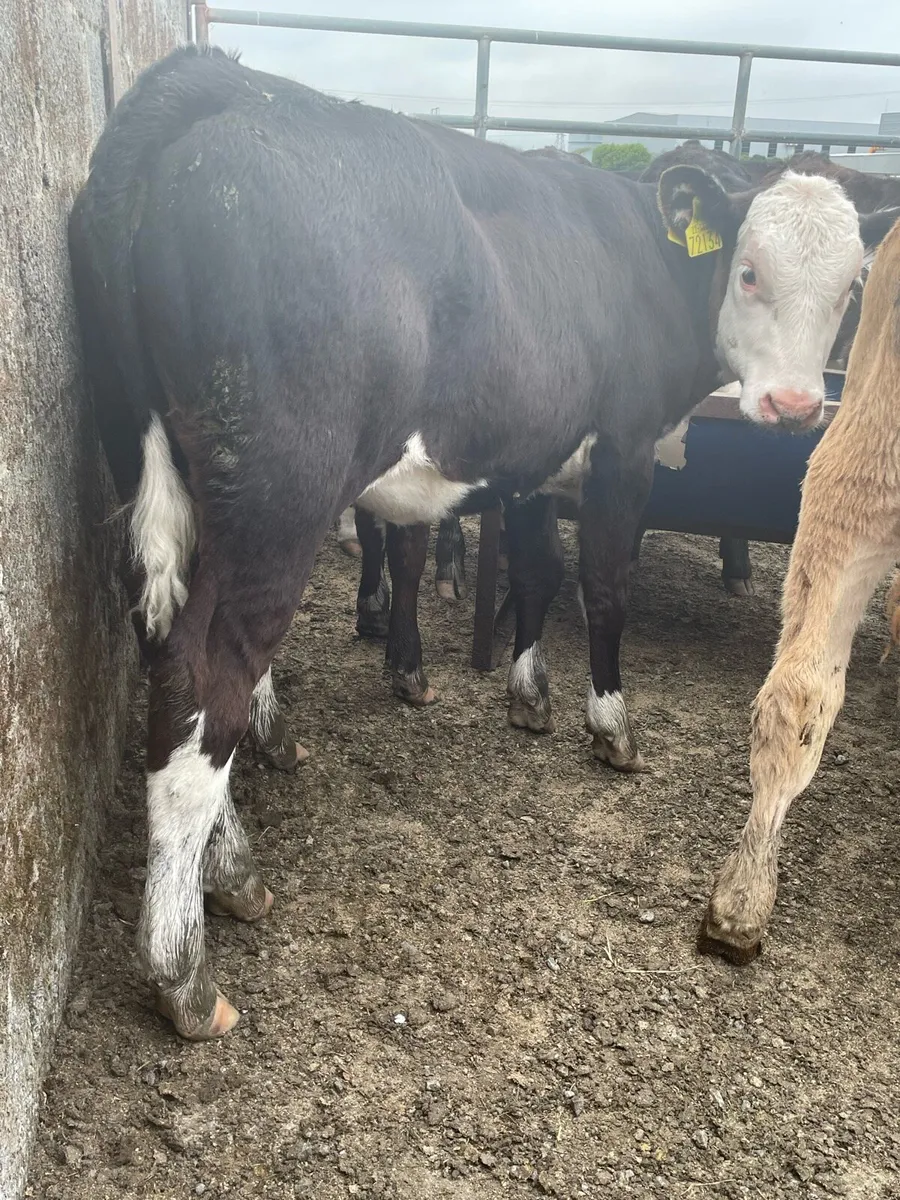 Quality Reared Heifer Calfs - Image 1