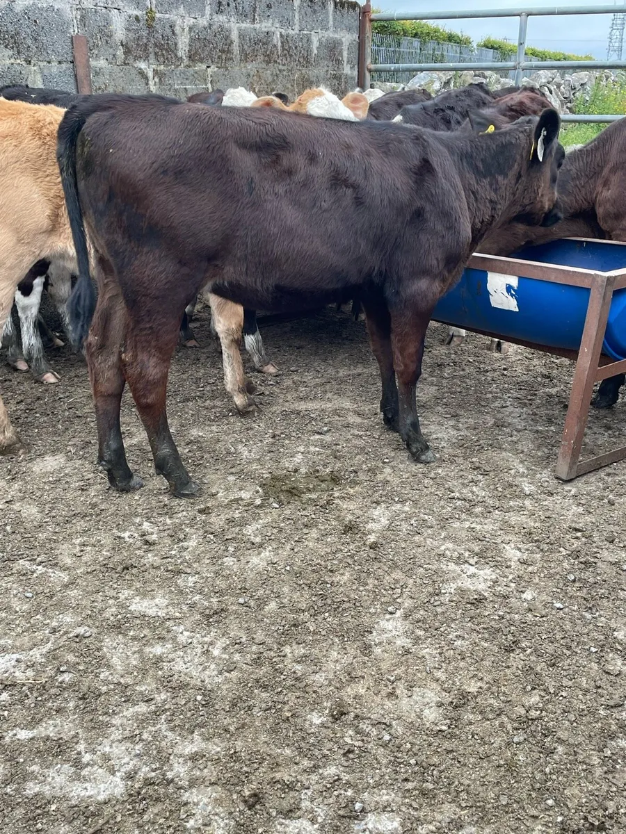 Quality Reared Heifer Calfs - Image 3