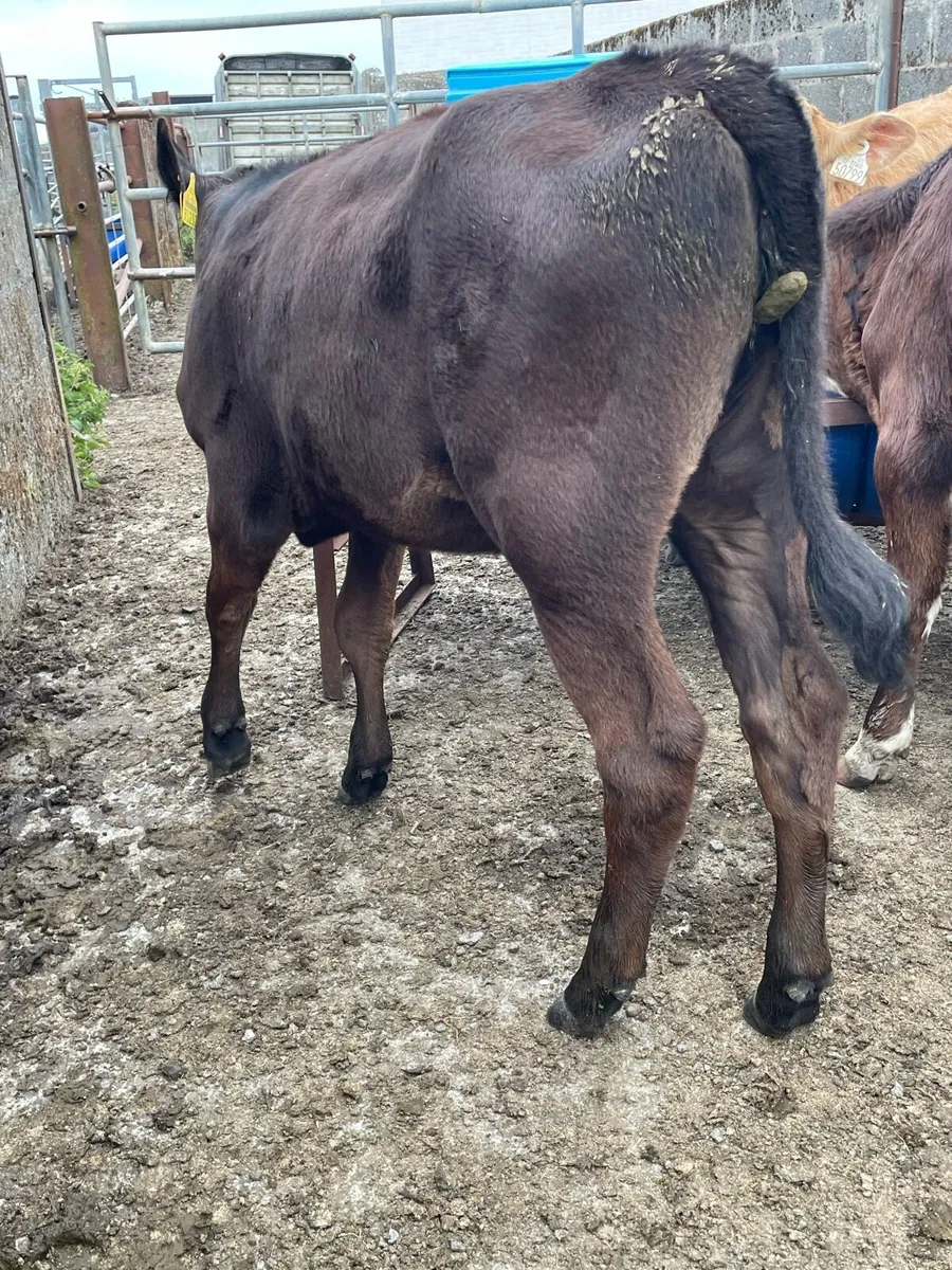 Quality Reared Heifer Calfs - Image 4