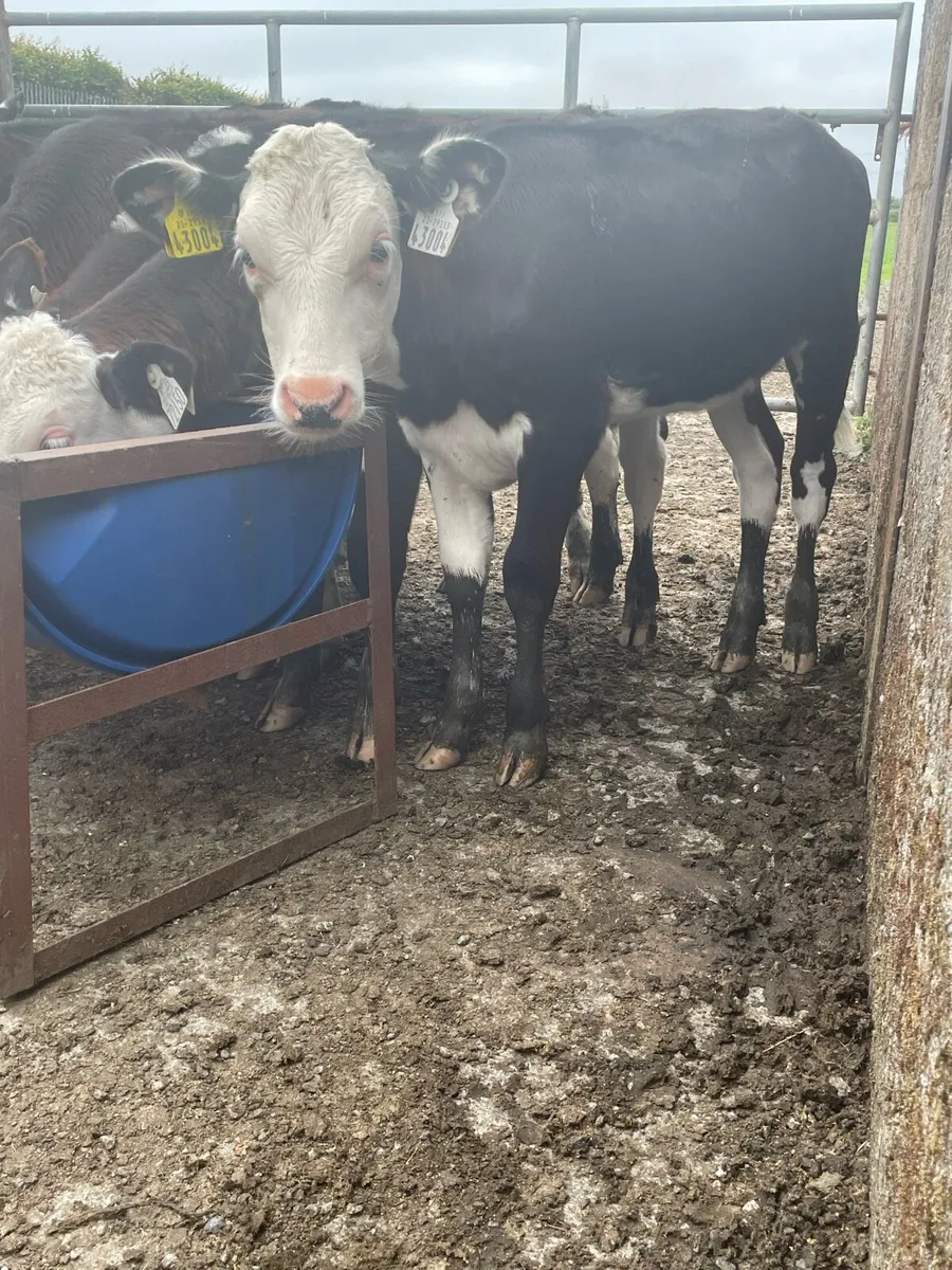Quality Reared Heifer Calfs - Image 2