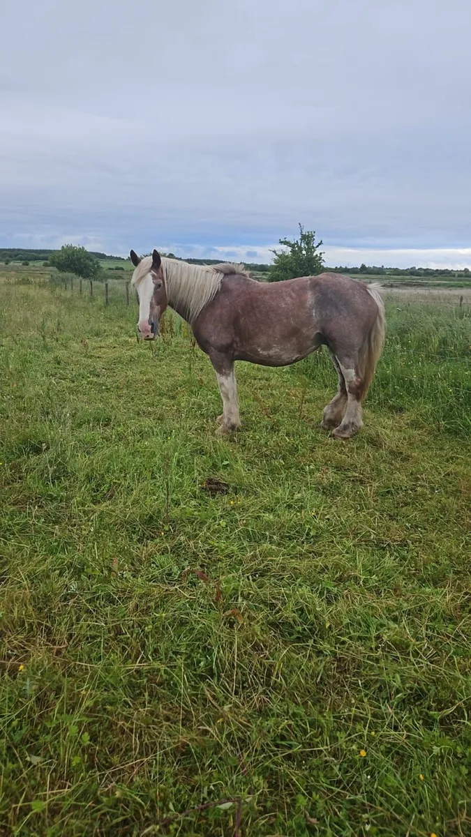Cob Mare - Image 1