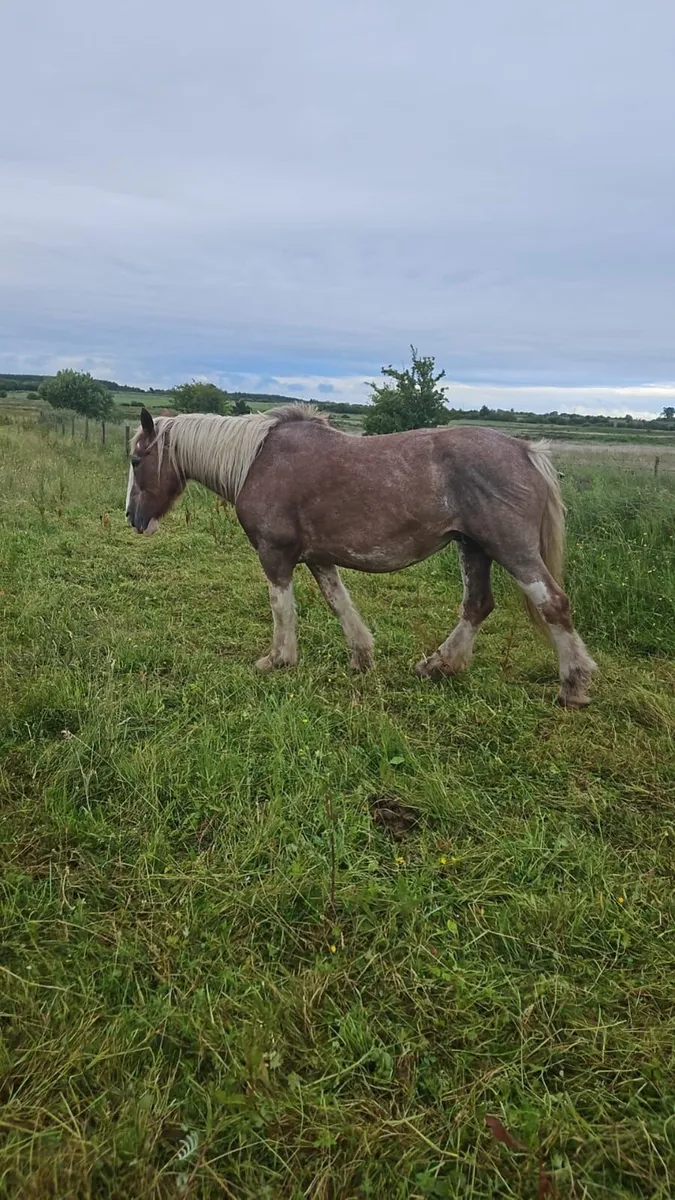 Cob Mare - Image 2
