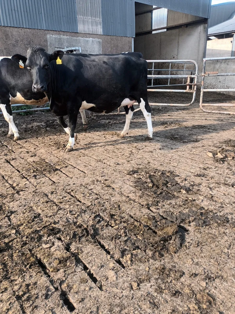 Livestock - Image 1