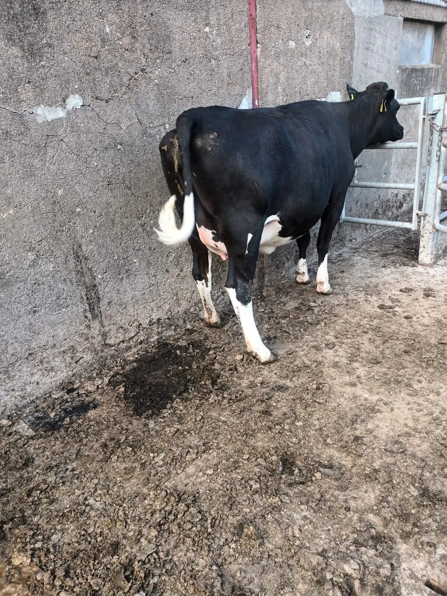 Livestock - Image 2