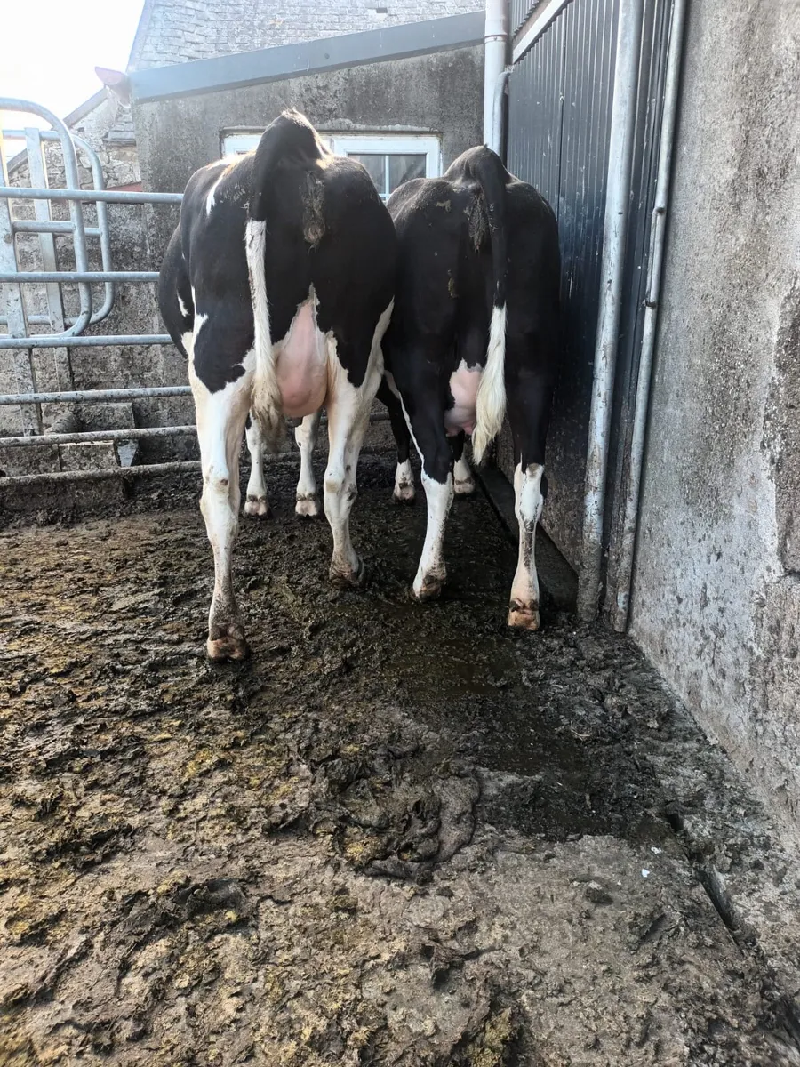 Livestock - Image 3