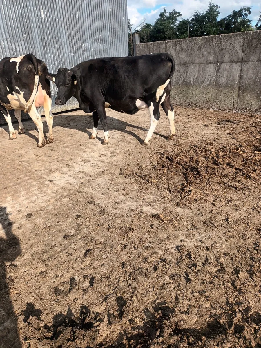 Livestock - Image 4