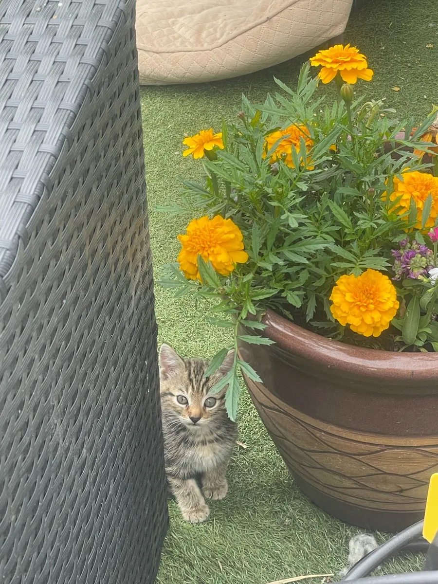 Kittens - Image 4