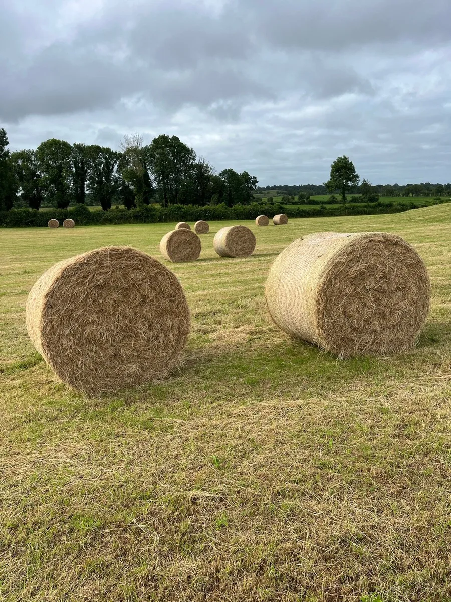 Hay