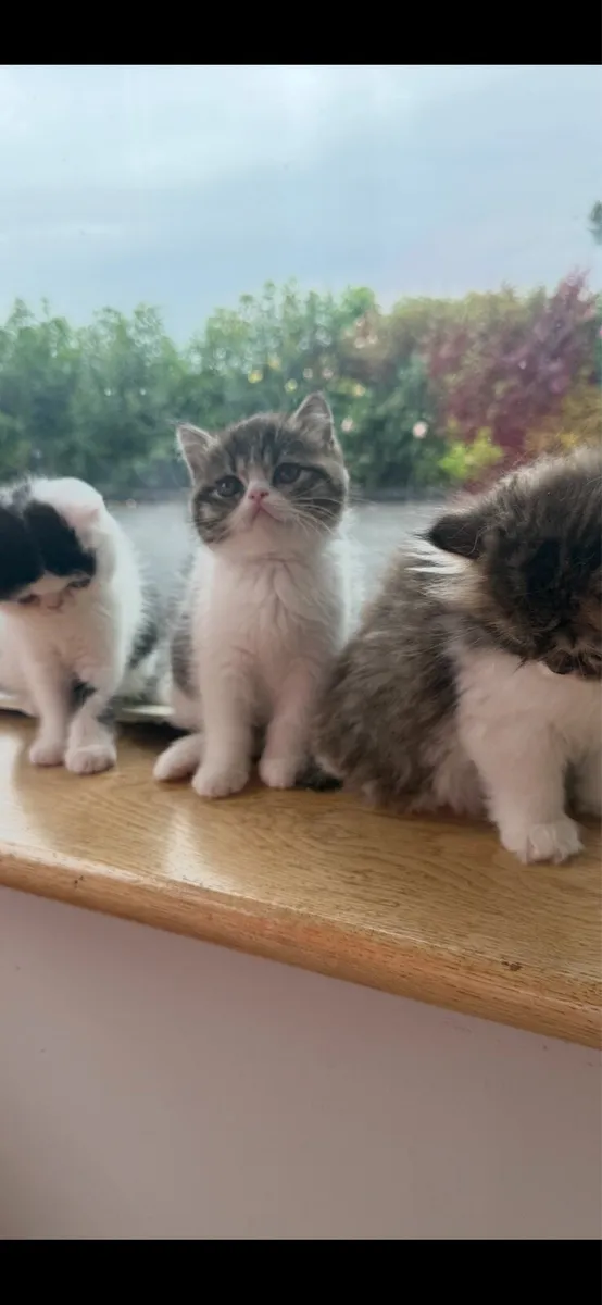 Persian Kittens - Image 1