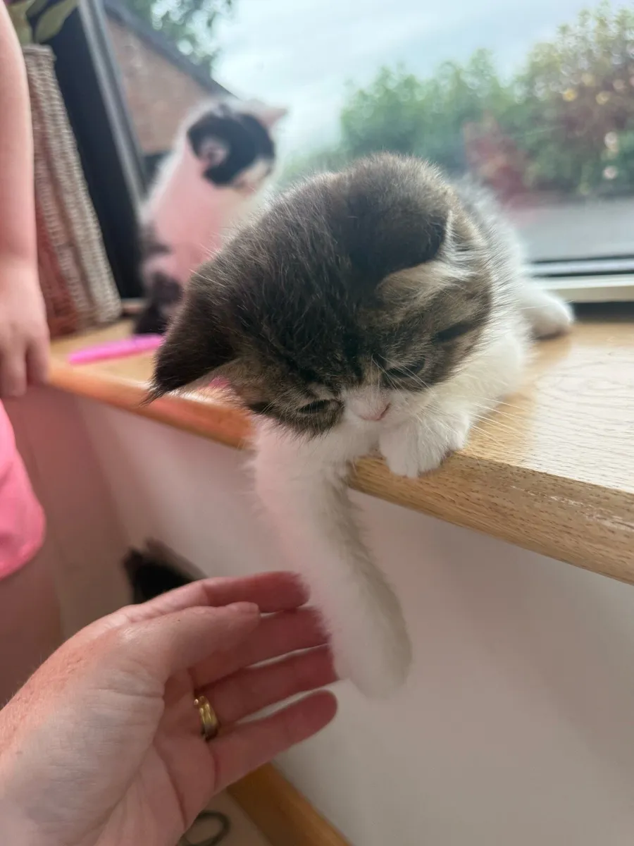 Persian Kittens - Image 4