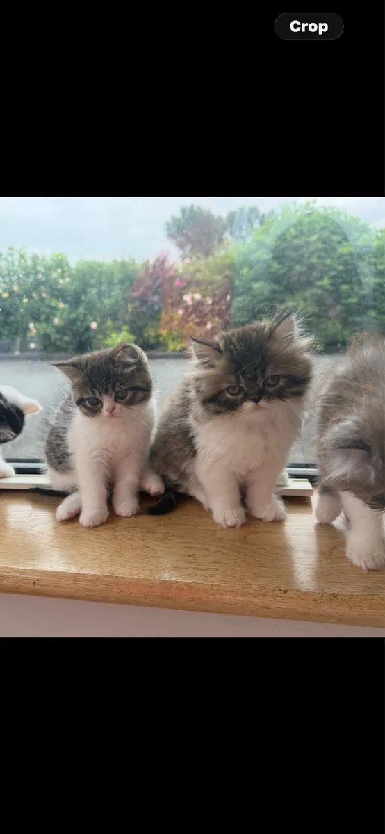 Persian Kittens - Image 2