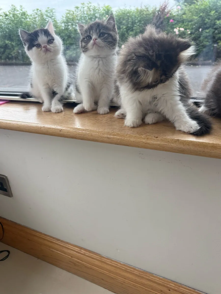 Persian Kittens - Image 3