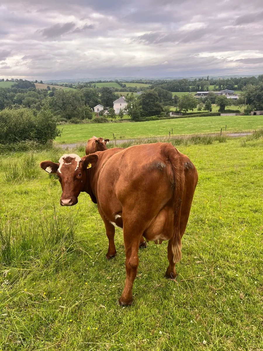 Milking cows - Image 2