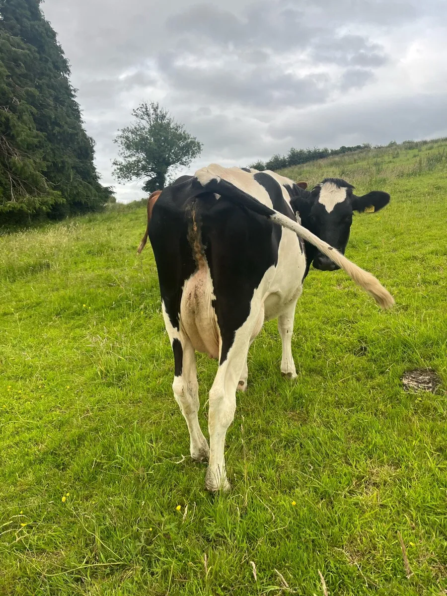 Milking cows - Image 3