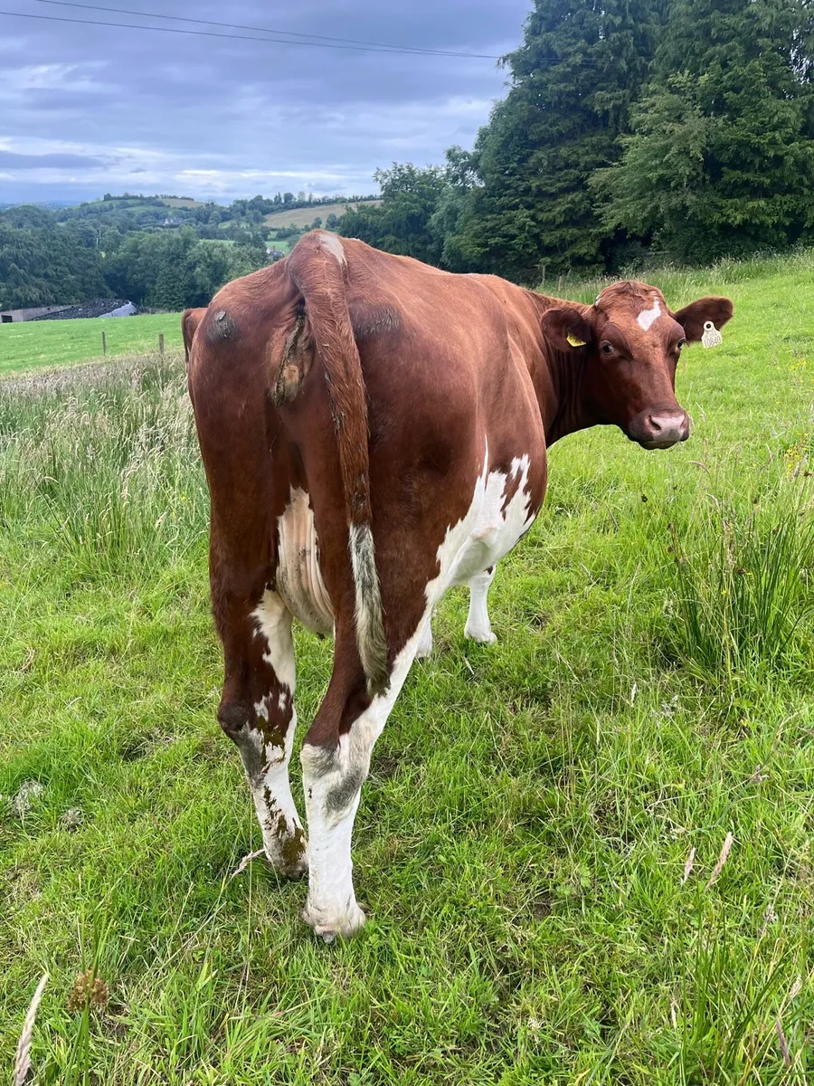 Milking cows - Image 4