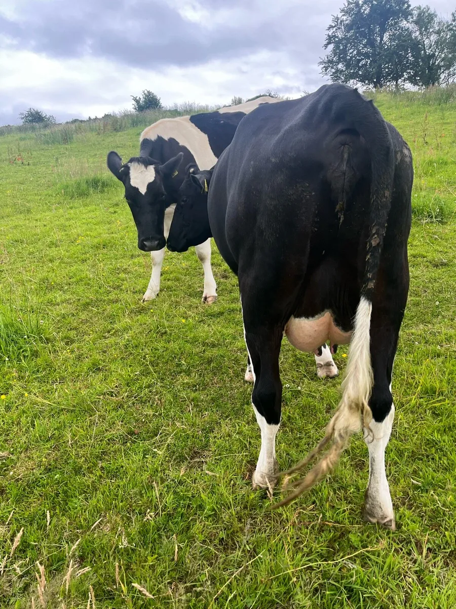 Milking cows - Image 1