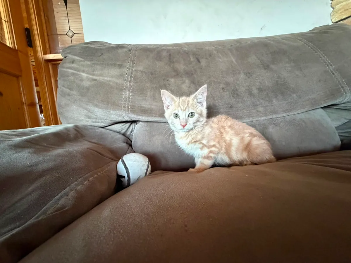 Kittens - Image 1