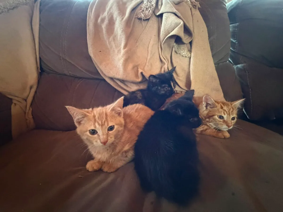 Kittens - Image 2