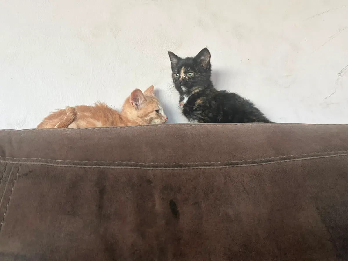 Kittens - Image 3