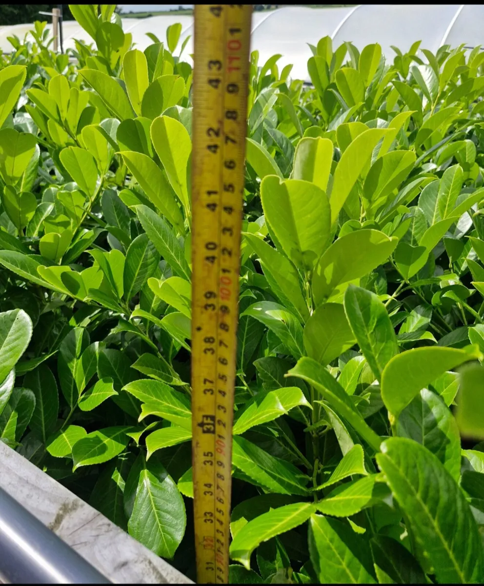 Large potted laurels for sale - Image 2