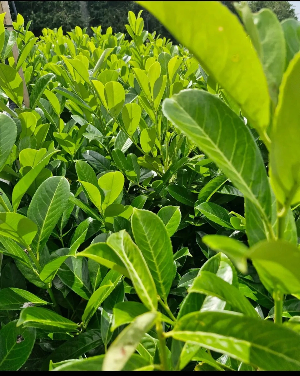 Large potted laurels for sale - Image 1