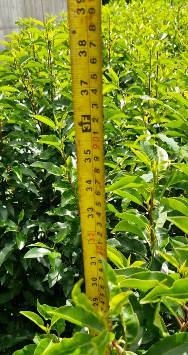 Large potted laurels for sale - Image 4