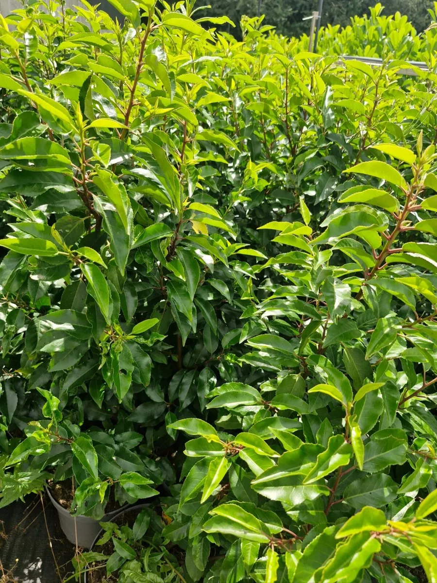 Large potted laurels for sale - Image 3