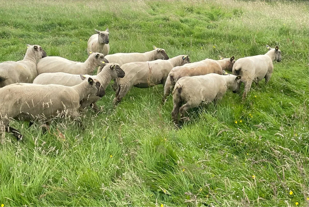 Vendeen hoggetts - Image 2