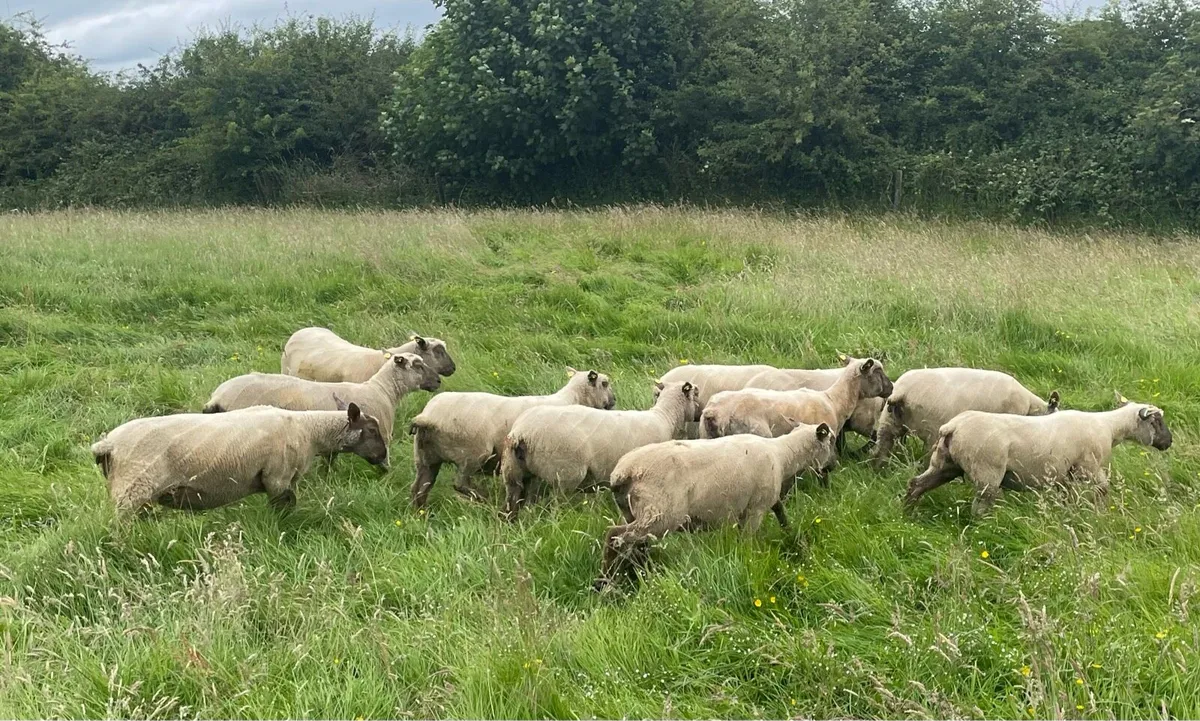 Vendeen hoggetts - Image 3