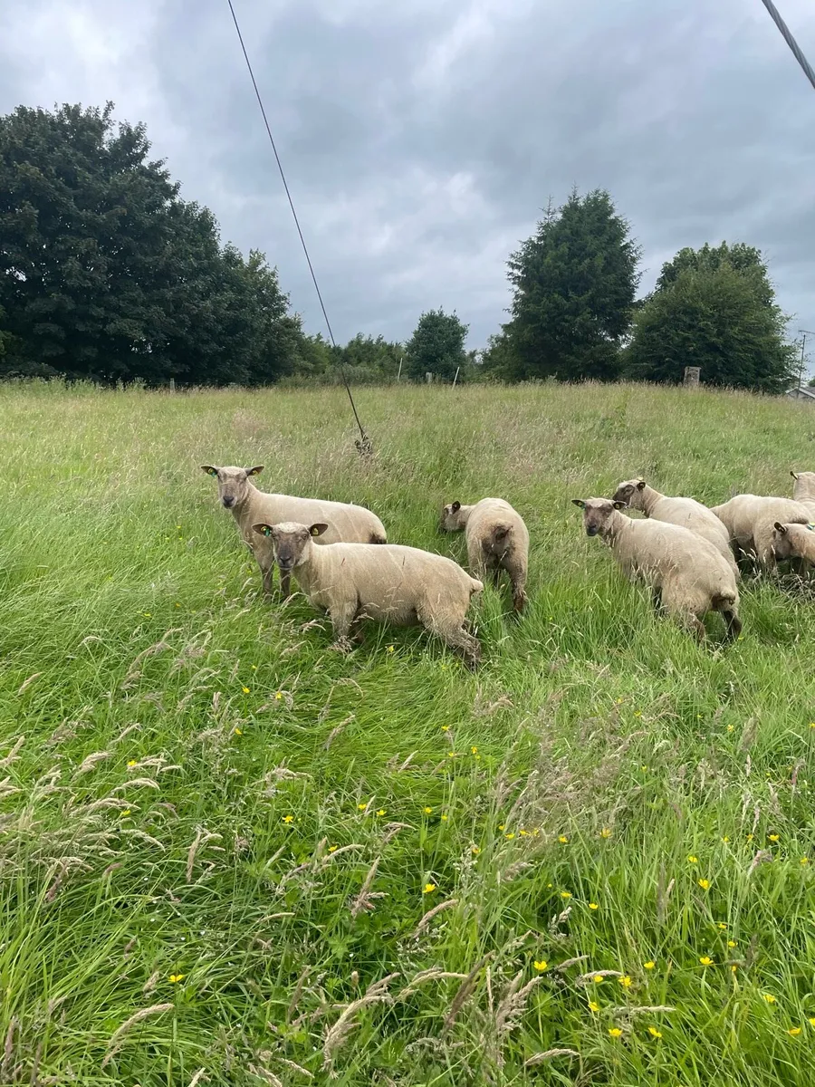 Vendeen hoggetts - Image 4