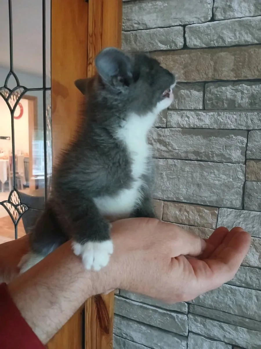 ragdoll kitten  x Male Scottish ****reduced price* - Image 4