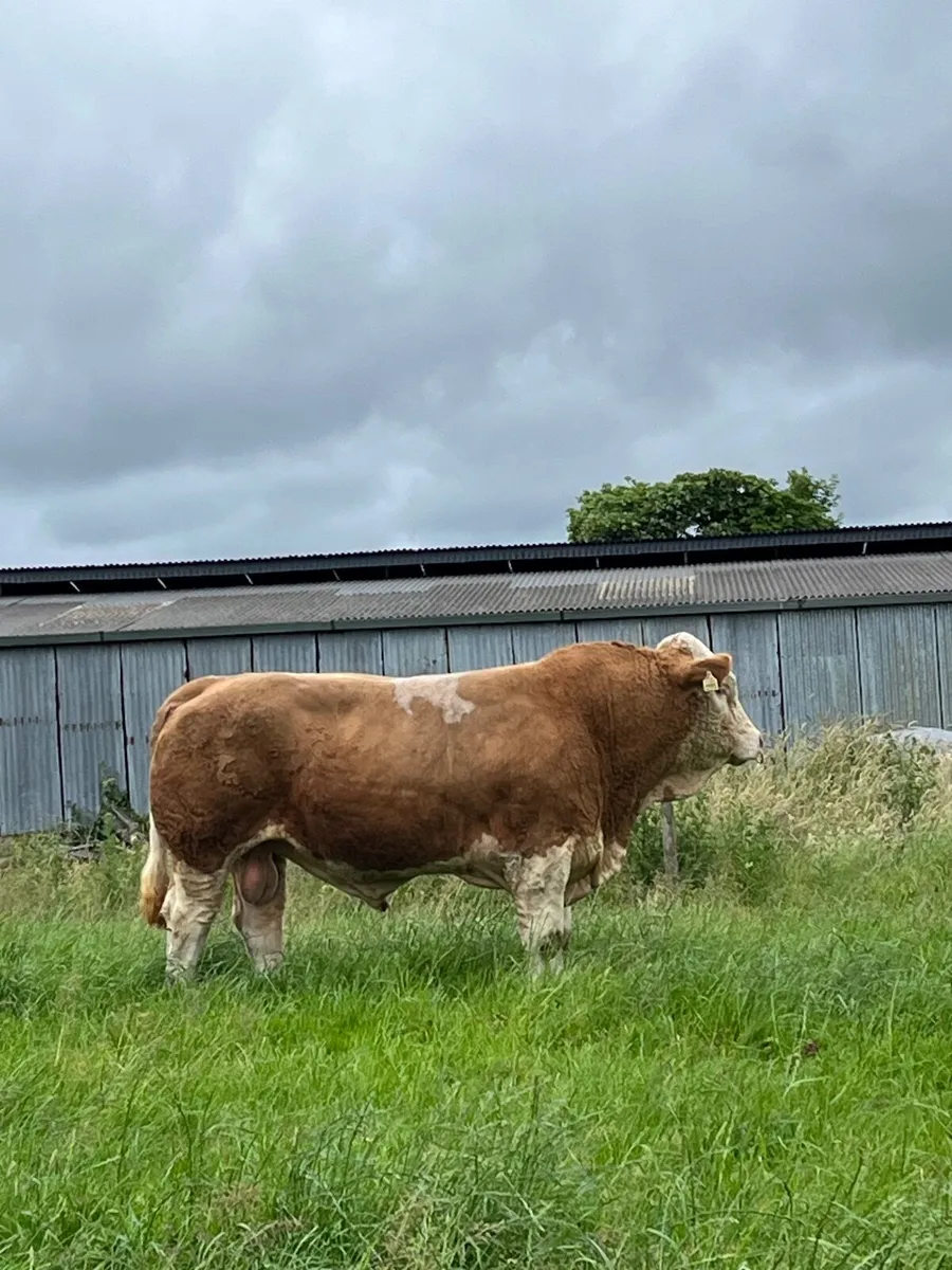 5 star replacement Simmental Bull - Image 1