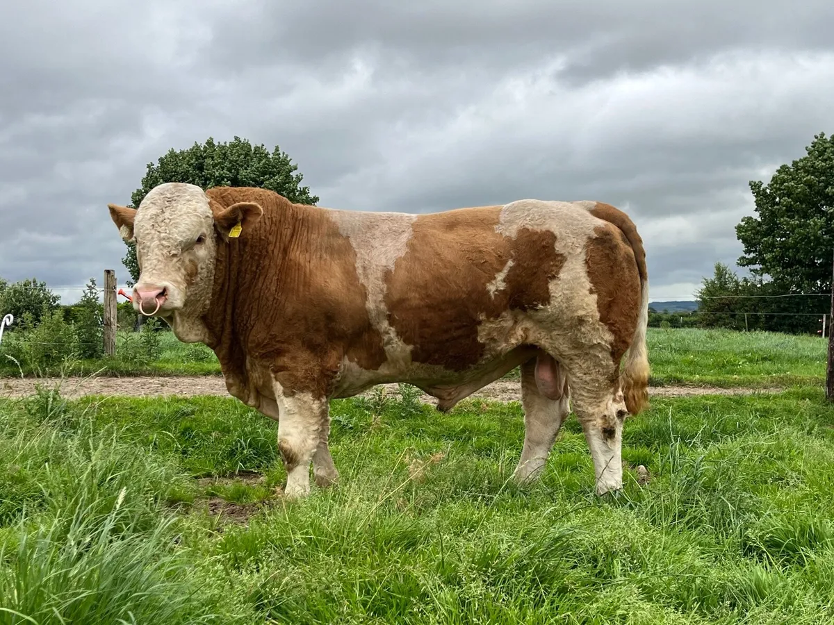 5 star replacement Simmental Bull - Image 2