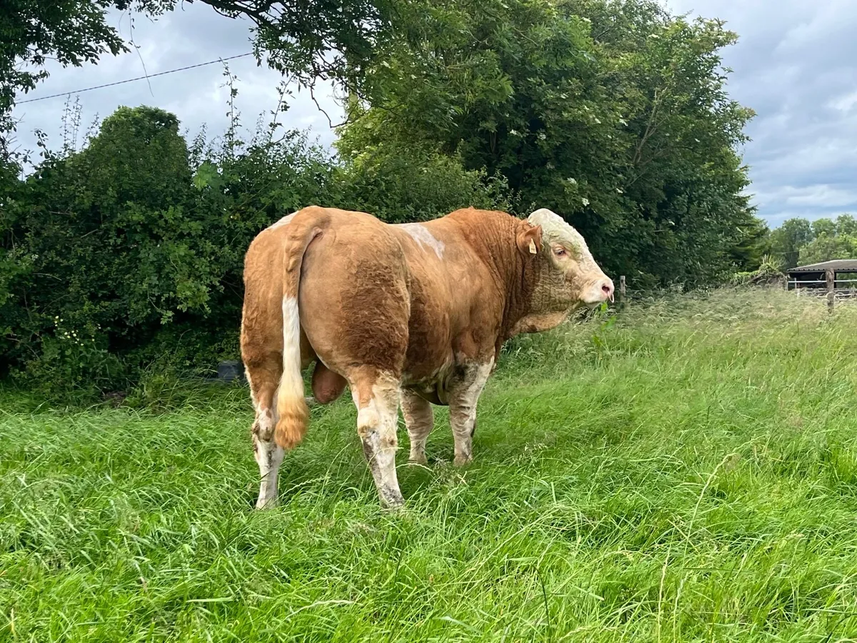 5 star replacement Simmental Bull - Image 3